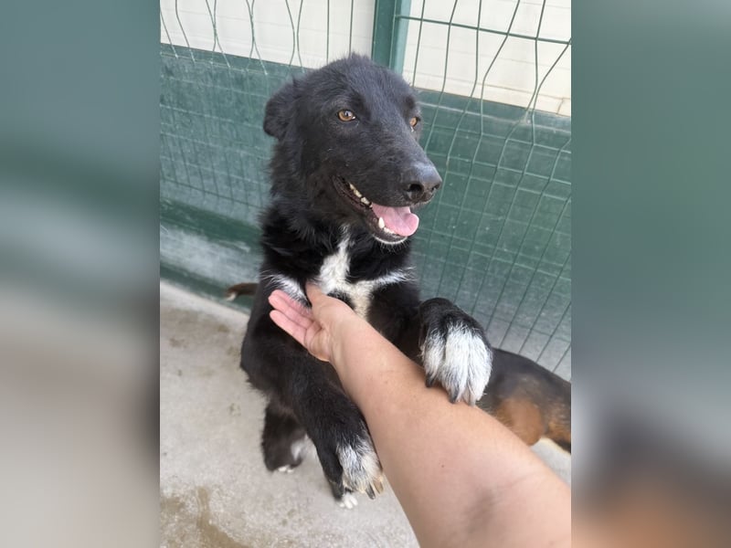 liebe Border Collie- kroatischer Schäferhund Mischling Lisa sucht ...