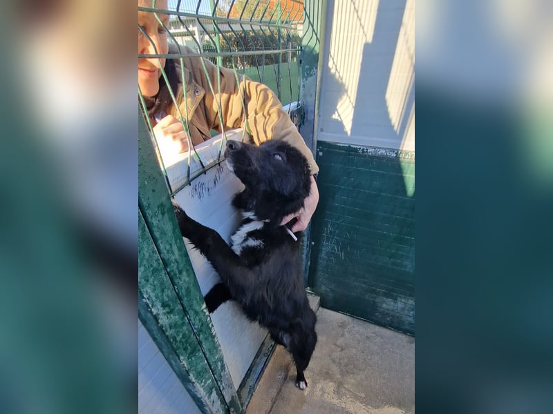 liebe Border Collie- kroatischer Schäferhund Mischling Lisa sucht ...