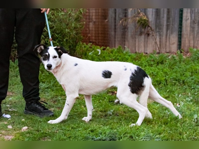 Adele, Border-Collie-Mix, lieb und verträglich
