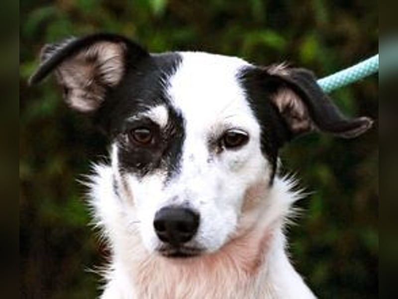 Adele, Border-Collie-Mix, lieb und verträglich