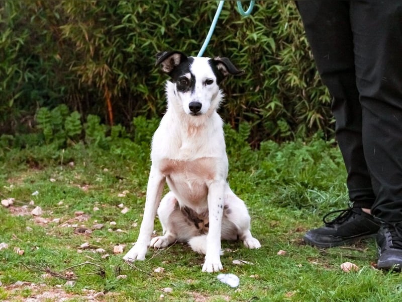 Adele, Border-Collie-Mix, lieb und verträglich