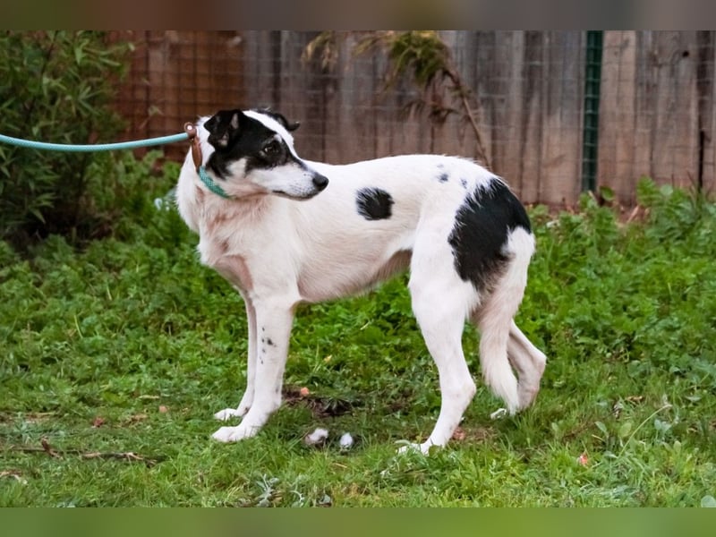 Adele, Border-Collie-Mix, lieb und verträglich