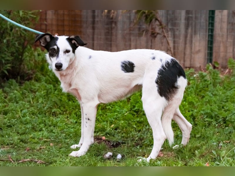 Adele, Border-Collie-Mix, lieb und verträglich