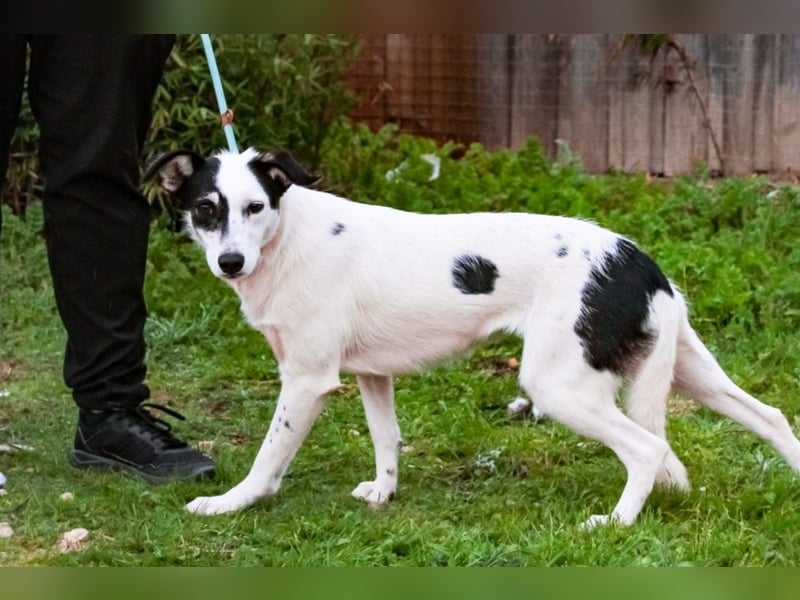 Adele, Border-Collie-Mix, lieb und verträglich