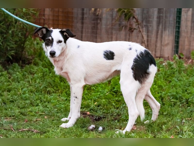 Adele, Border-Collie-Mix, lieb und verträglich