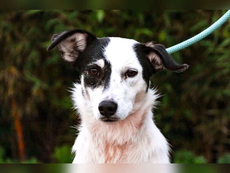 Adele, Border-Collie-Mix, lieb und verträglich