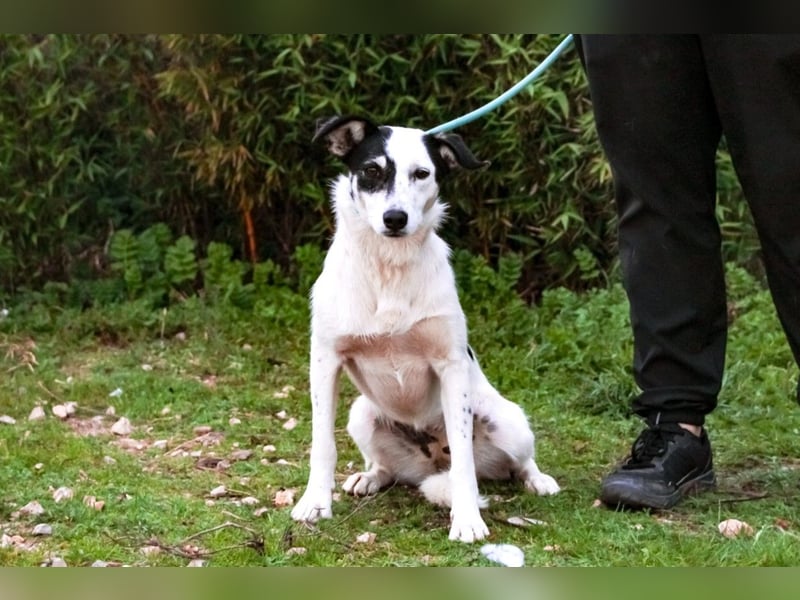 Adele, Border-Collie-Mix, lieb und verträglich