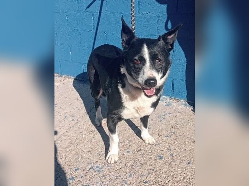 Notfall! Seniorin leider sehr im Tierheim