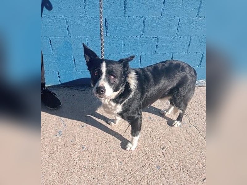 Notfall! Seniorin leider sehr im Tierheim