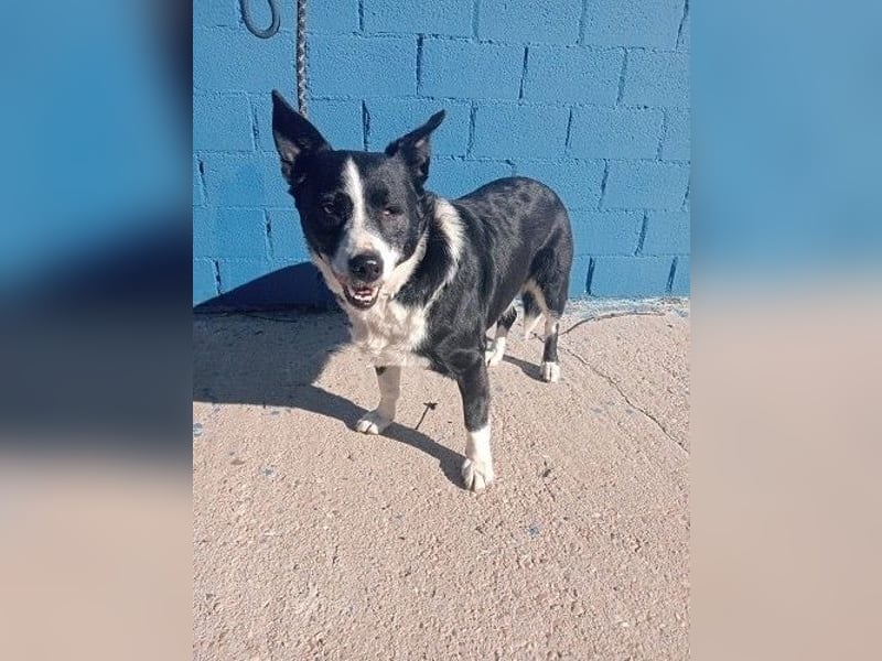 Notfall! Seniorin leider sehr im Tierheim