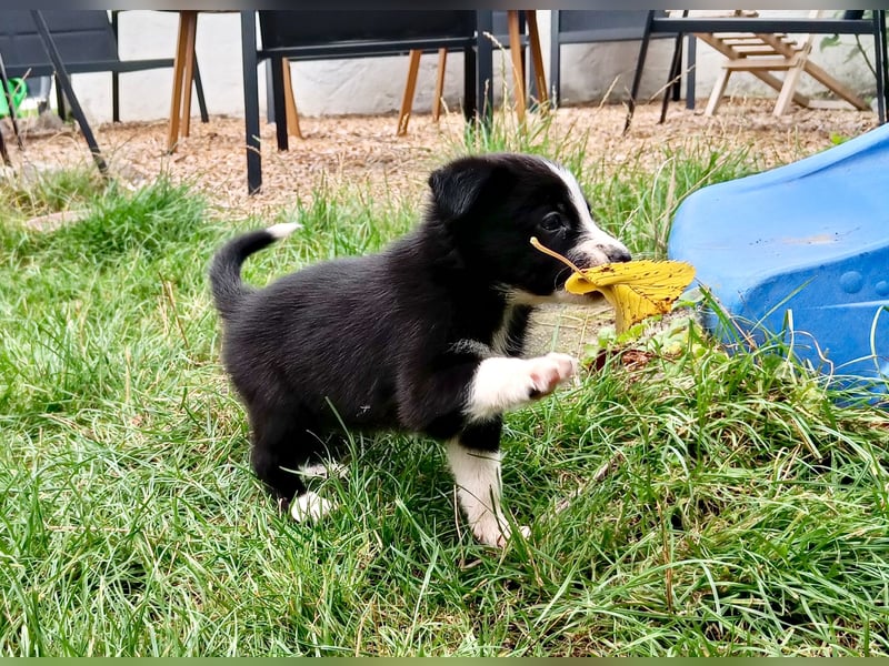 Border Collie Welpen aus Hütelinien