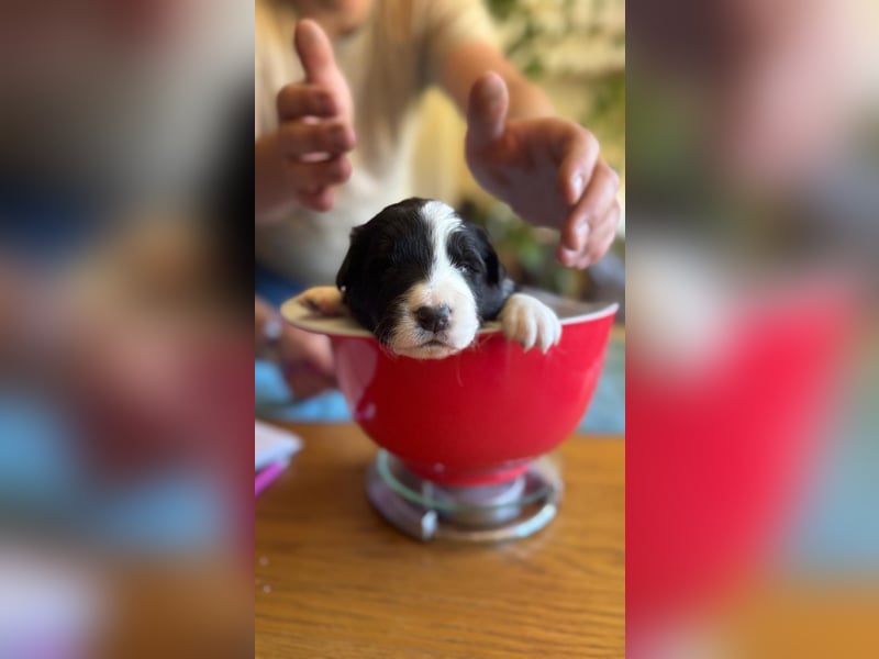 Border Collie Welpen reinrassig Hündin