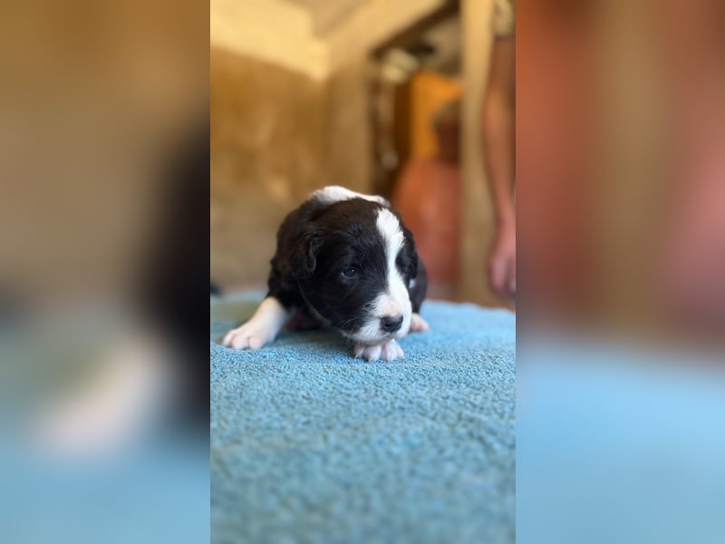 Border Collie Welpen reinrassig Hündin