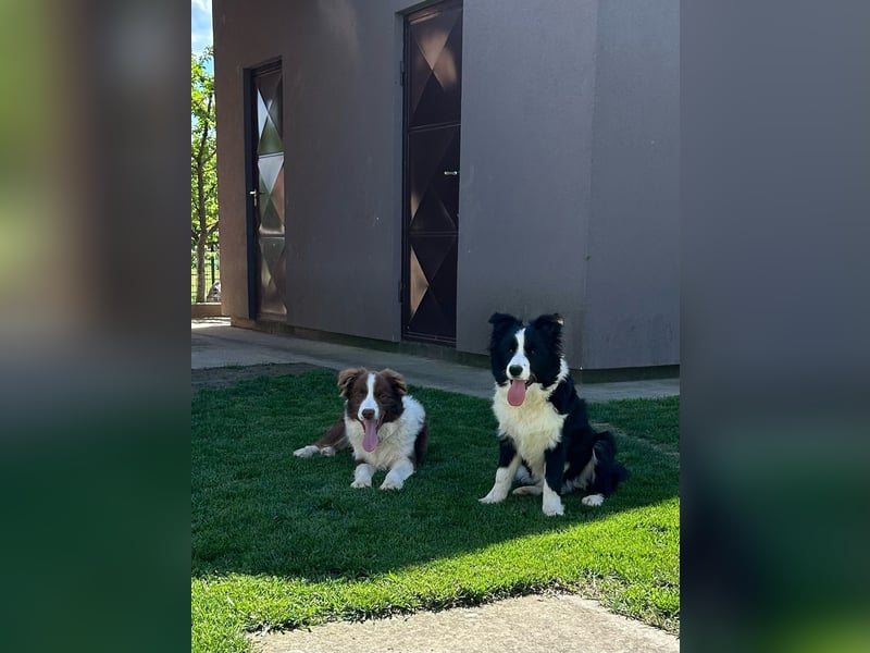 Border Collie Welpe