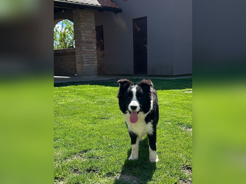 Border Collie Welpe
