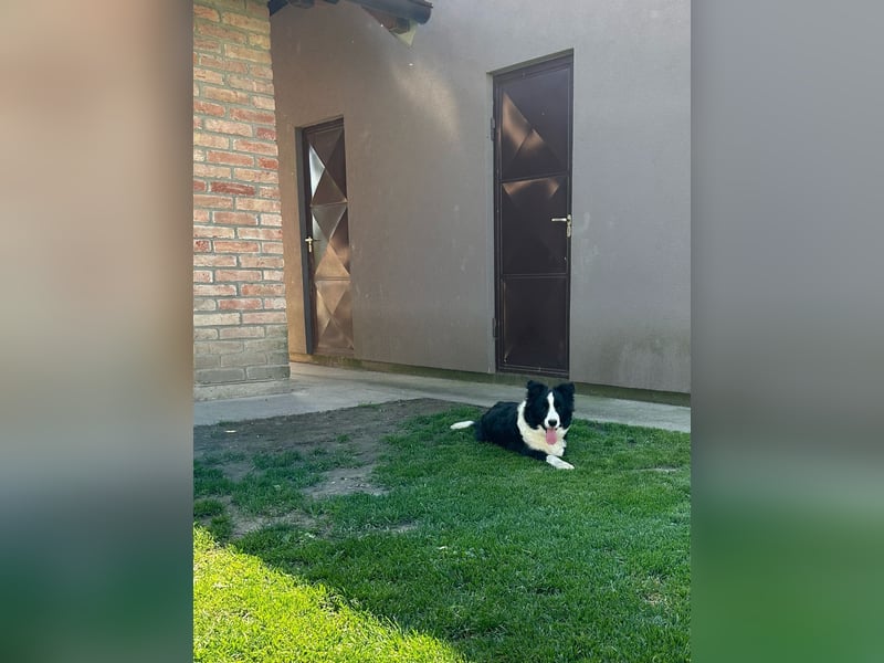 Border Collie Welpe