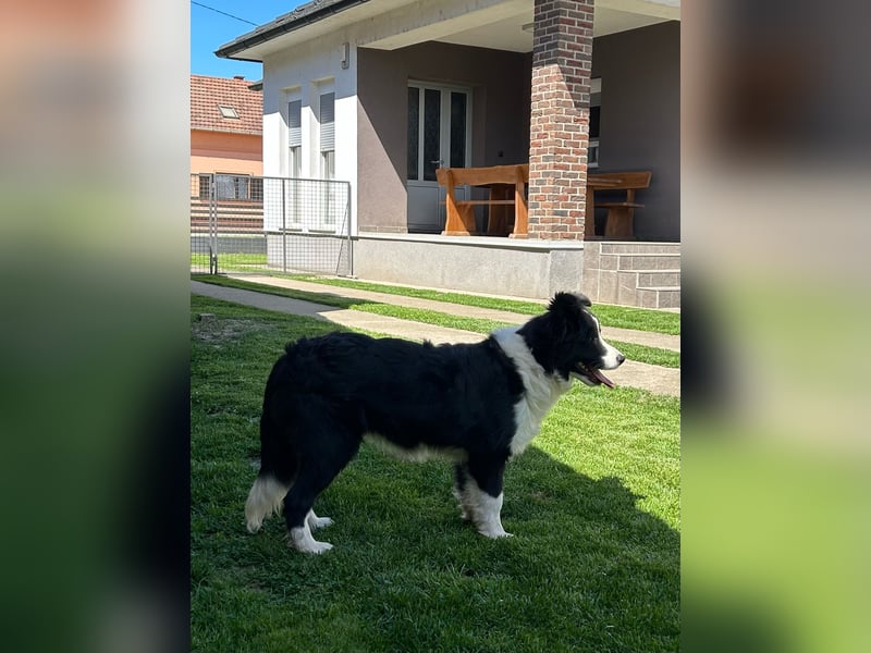 Border Collie Welpe