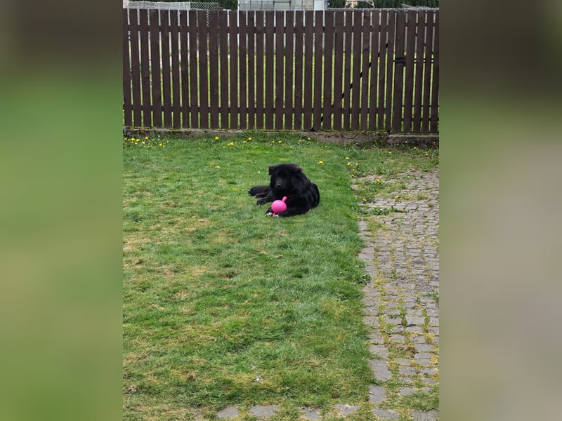 Border-Collie-Mix-Hündin
