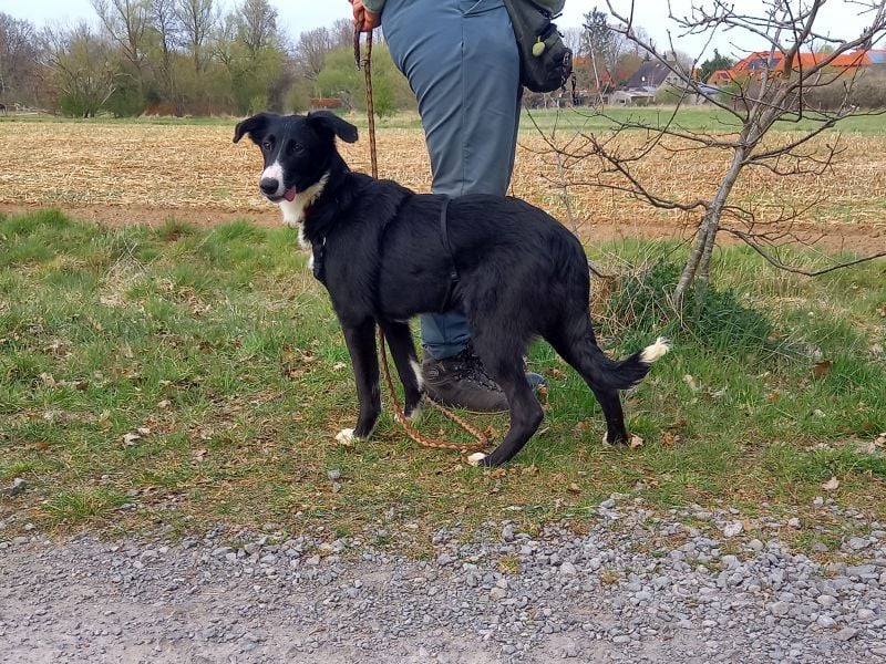 Border Collie - Windhund Mix Junghündin "Helga"