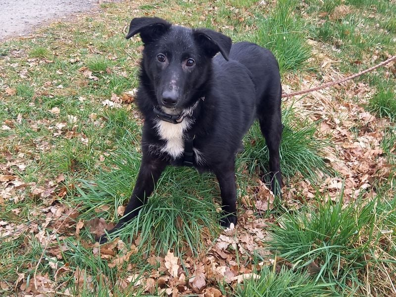 Border Collie-Schäferhund-Mix "Anja" sucht ein Zuhause