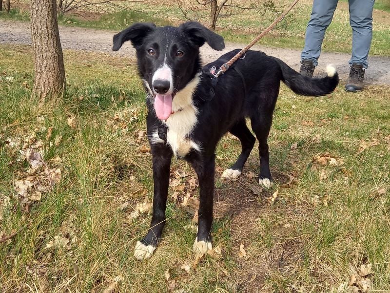 Border Collie - Windhund Mix Junghündin "Helga"