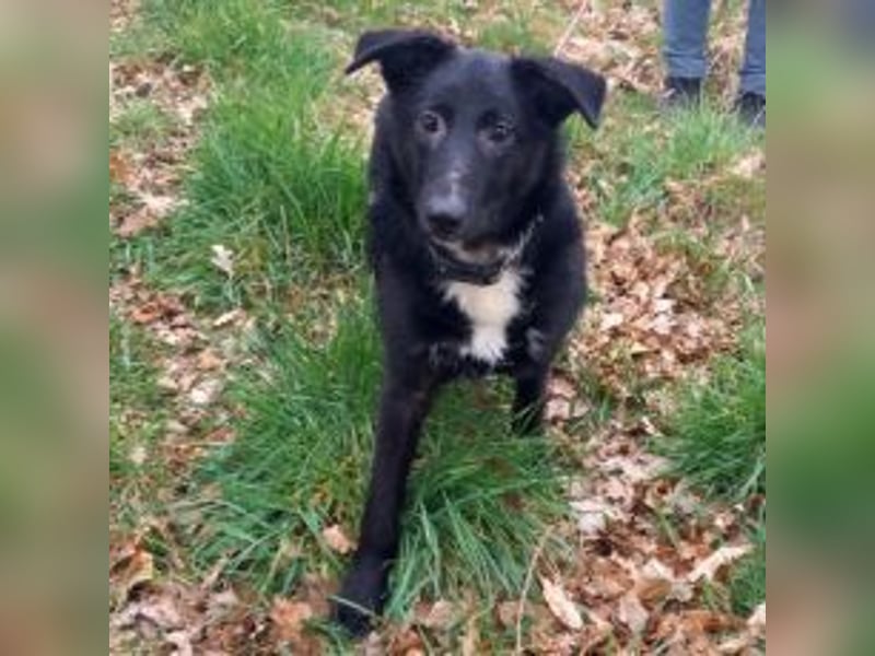 Border Collie-Schäferhund-Mix "Anja" sucht ein Zuhause