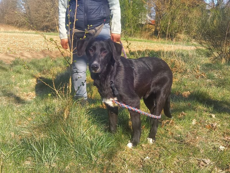Border Collie-Mix Junghündin "Gelsa" sucht ein Zuhause