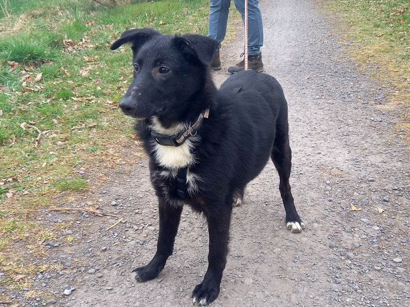 Border Collie-Schäferhund-Mix "Anja" sucht ein Zuhause