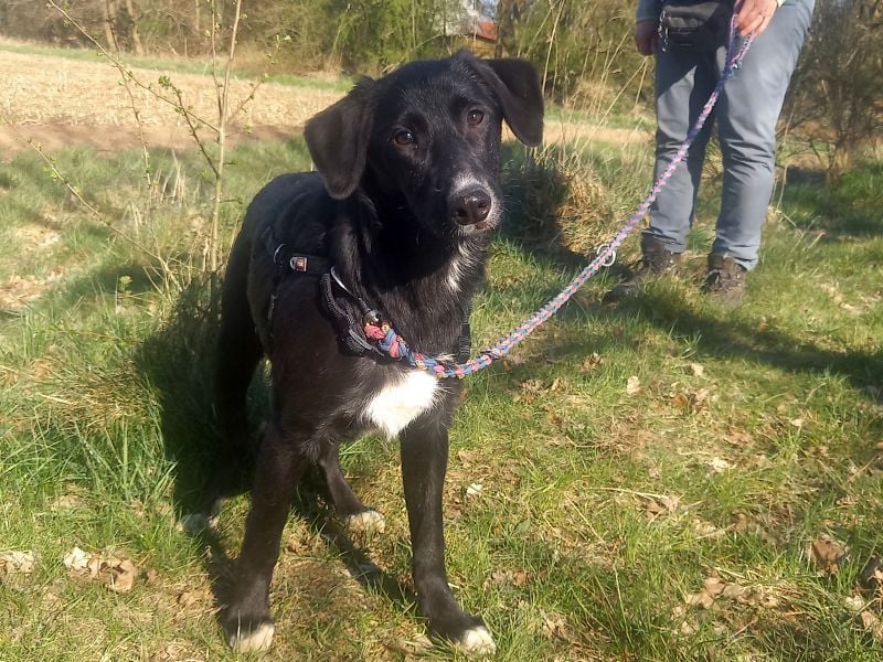 Border Collie-Mix Junghündin "Gelsa" sucht ein Zuhause