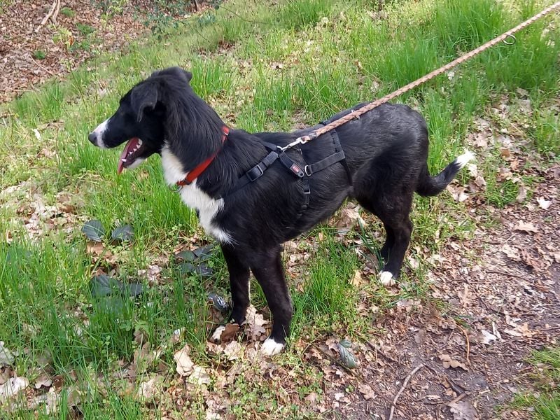 Border Collie - Windhund Mix Junghündin "Helga"