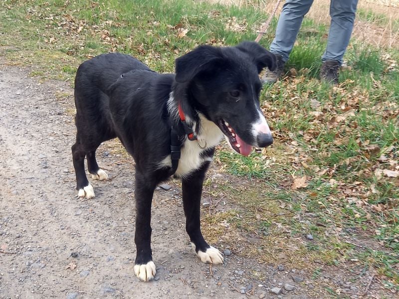 Border Collie - Windhund Mix Junghündin "Helga"