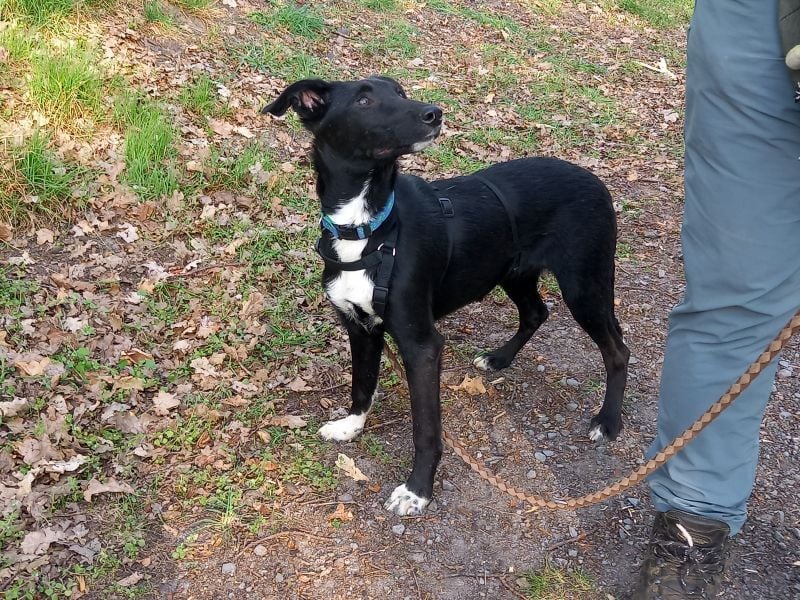 Border Collie - Windhund Mix Junghündin "Irma"