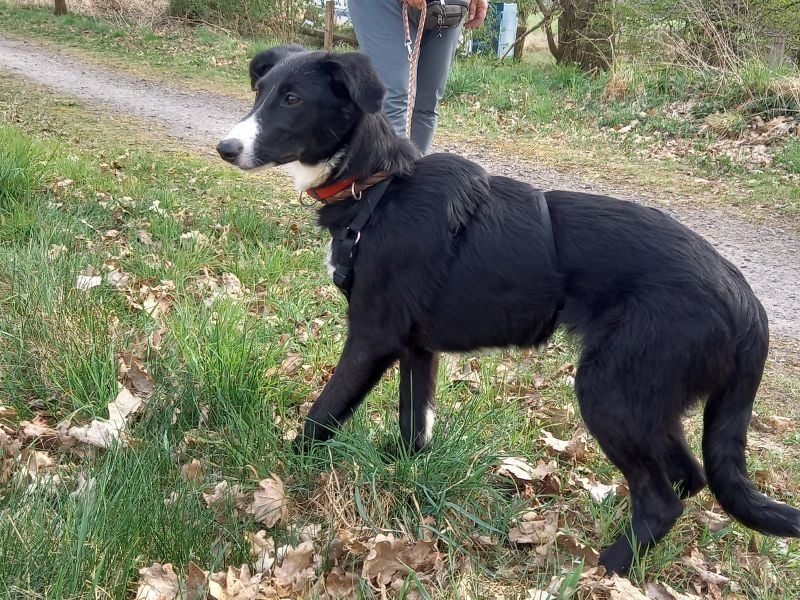 Border Collie - Windhund Mix Junghündin "Helga"