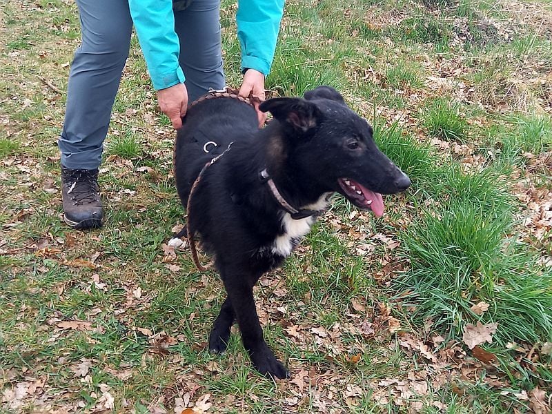 Border Collie-Schäferhund-Mix "Anja" sucht ein Zuhause