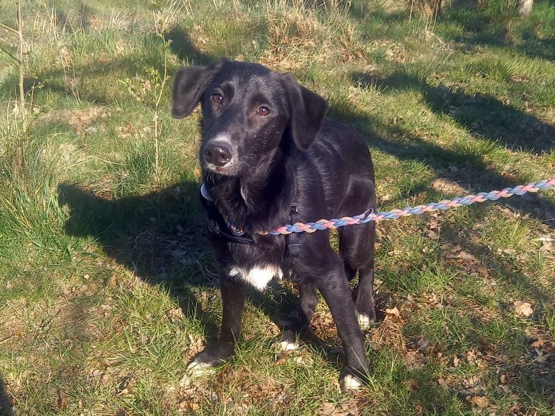 Border Collie-Mix Junghündin "Gelsa" sucht ein Zuhause