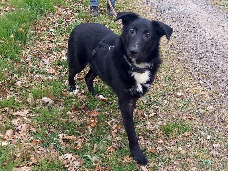 Border Collie-Schäferhund-Mix "Anja" sucht ein Zuhause