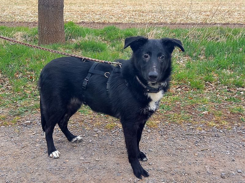 Border Collie-Schäferhund-Mix "Anja" sucht ein Zuhause