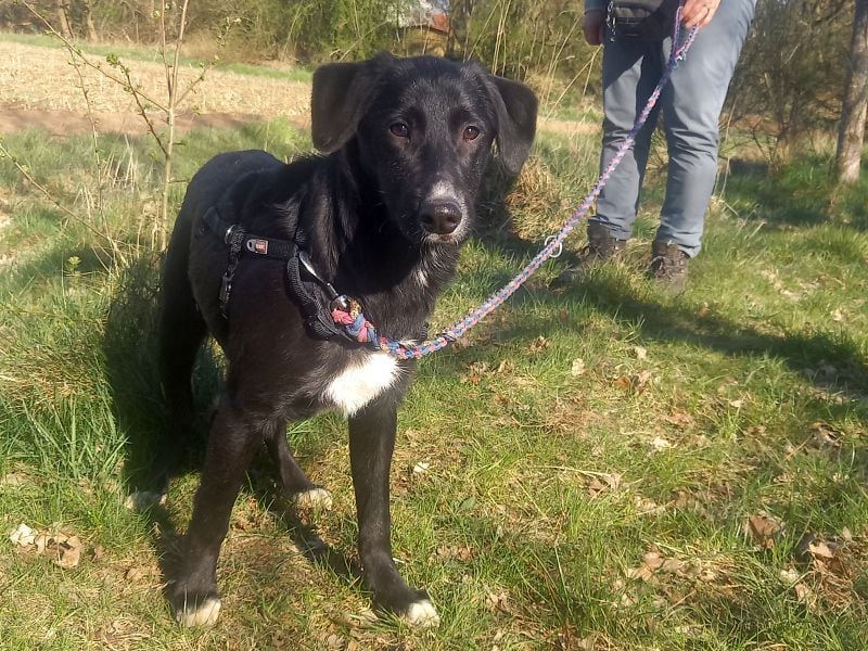Border Collie-Mix Junghündin "Gelsa" sucht ein Zuhause