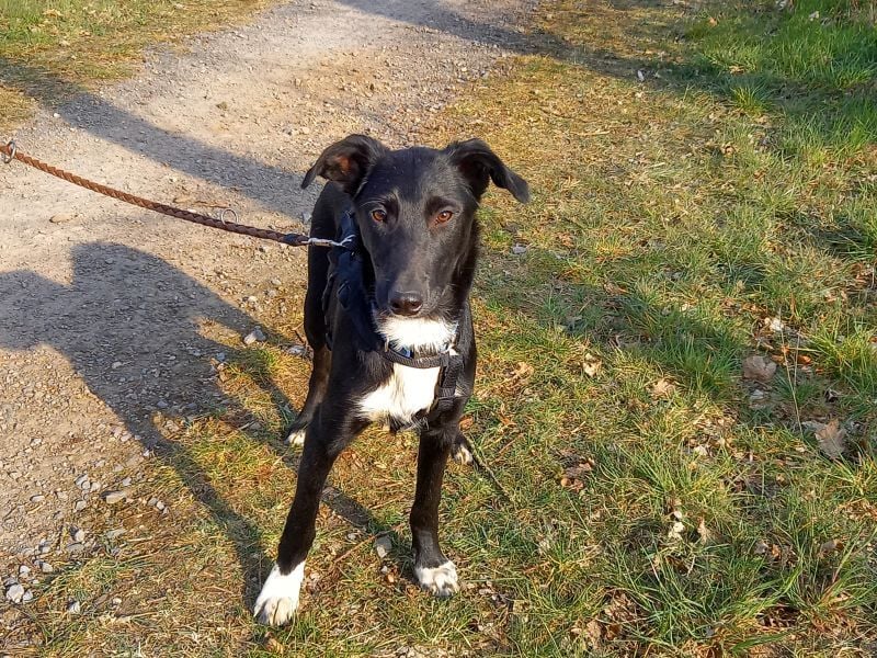 Border Collie - Windhund Mix Junghündin "Irma"