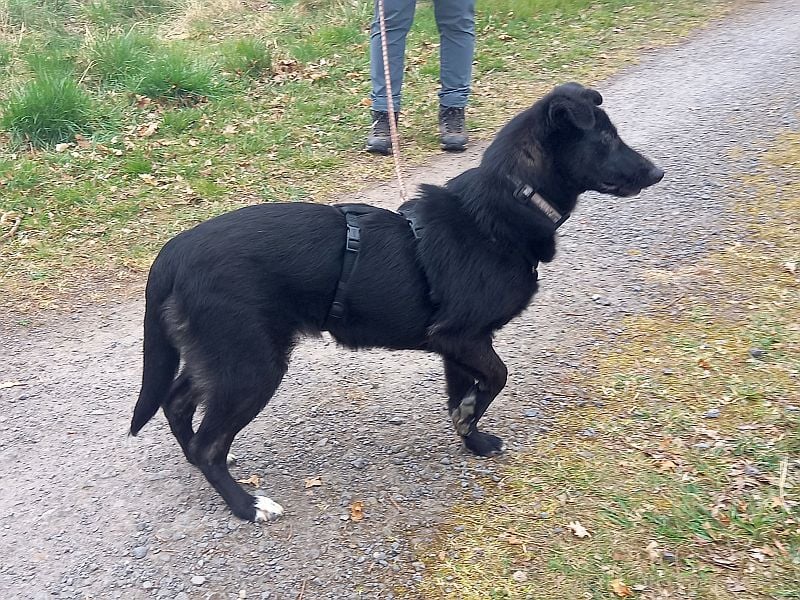 Border Collie-Schäferhund-Mix "Anja" sucht ein Zuhause