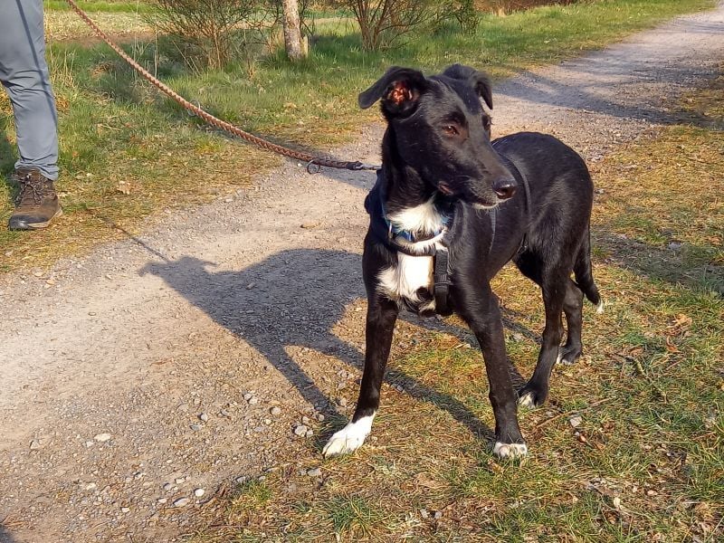 Border Collie - Windhund Mix Junghündin "Irma"