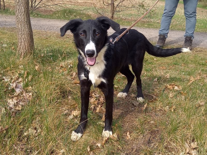 Border Collie - Windhund Mix Junghündin "Helga"