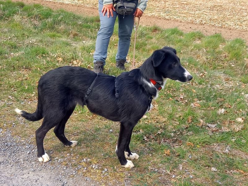 Border Collie - Windhund Mix Junghündin "Helga"