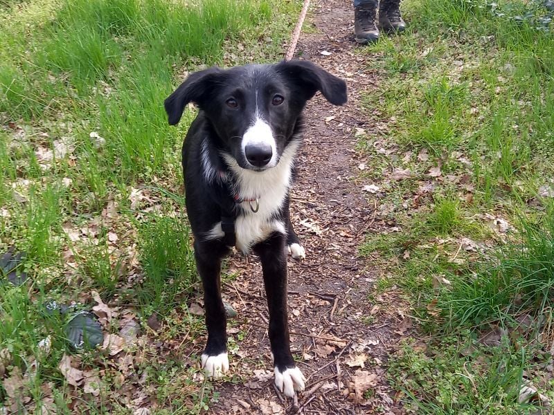 Border Collie - Windhund Mix Junghündin "Helga"