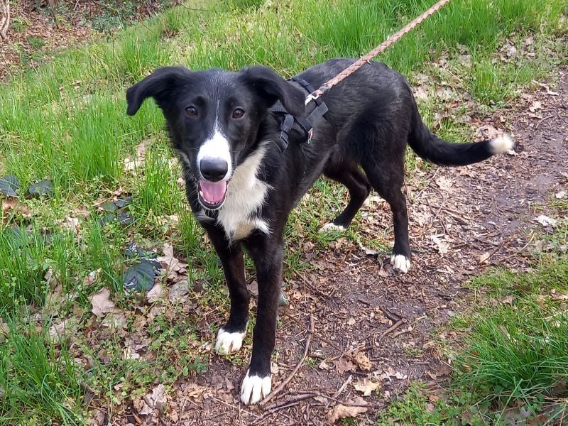 Border Collie - Windhund Mix Junghündin "Helga"