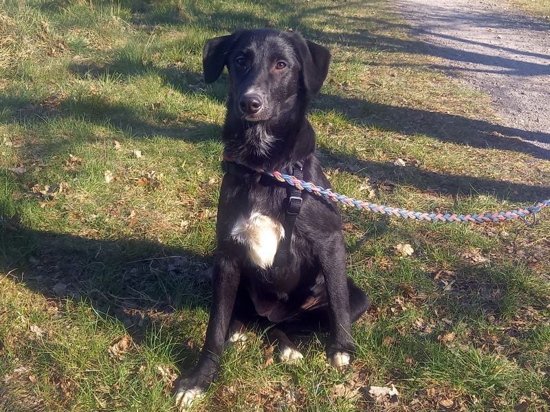 Border Collie-Mix Junghündin "Gelsa" sucht ein Zuhause