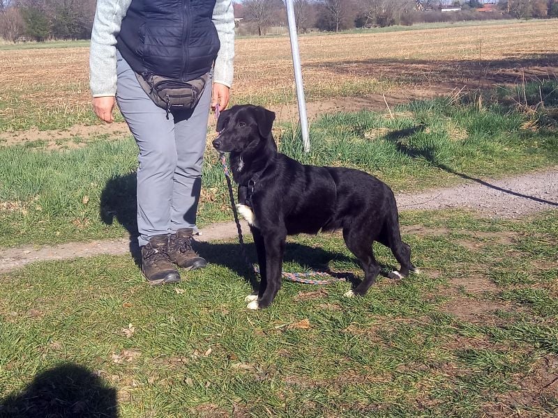 Border Collie-Mix Junghündin "Gelsa" sucht ein Zuhause
