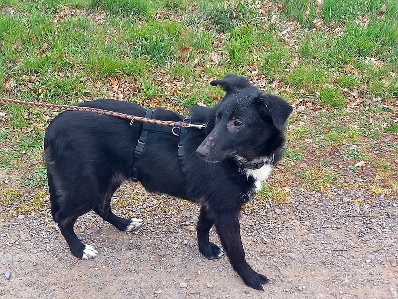 Border Collie-Schäferhund-Mix "Anja" sucht ein Zuhause