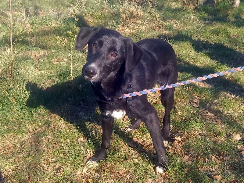 Border Collie-Mix Junghündin "Gelsa" sucht ein Zuhause