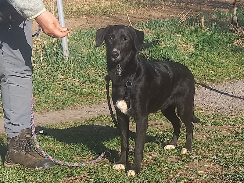 Border Collie-Mix Junghündin "Gelsa" sucht ein Zuhause